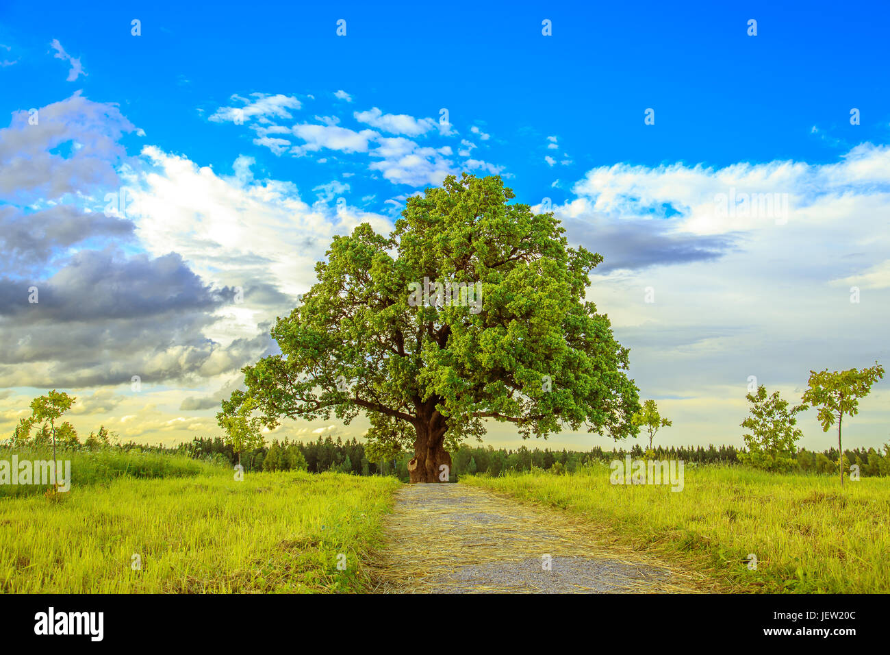 Lonely tree in a green field. Idyllic landscape Stock Photo - Alamy