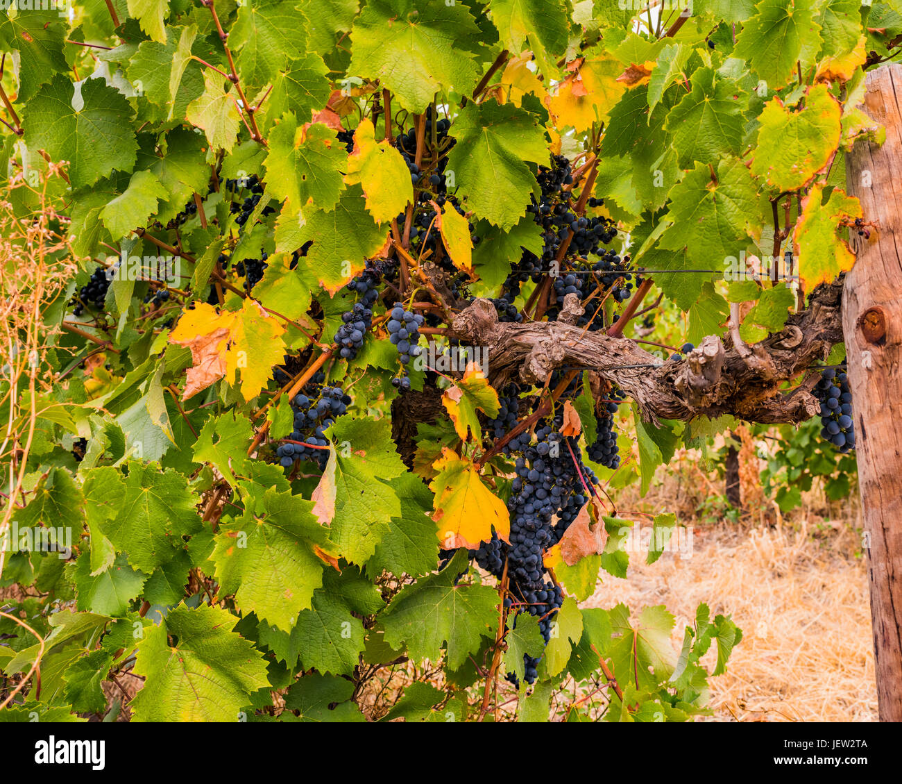 Prune grape vine hires stock photography and images Alamy