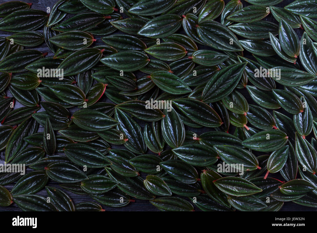 texture of fresh green exotic leaves background, low key Stock Photo