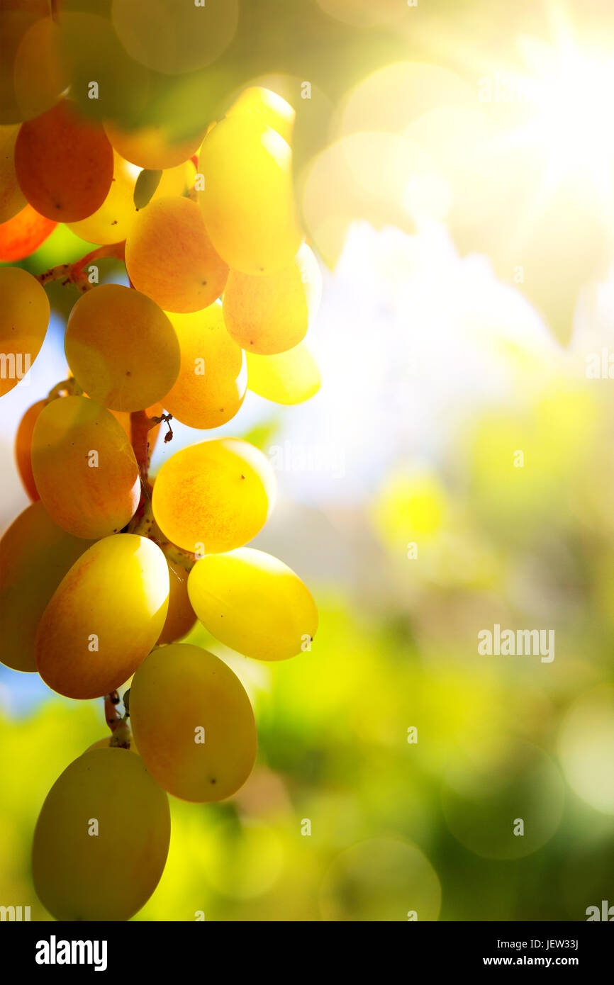 vineyard background; summer Grape fruit Stock Photo
