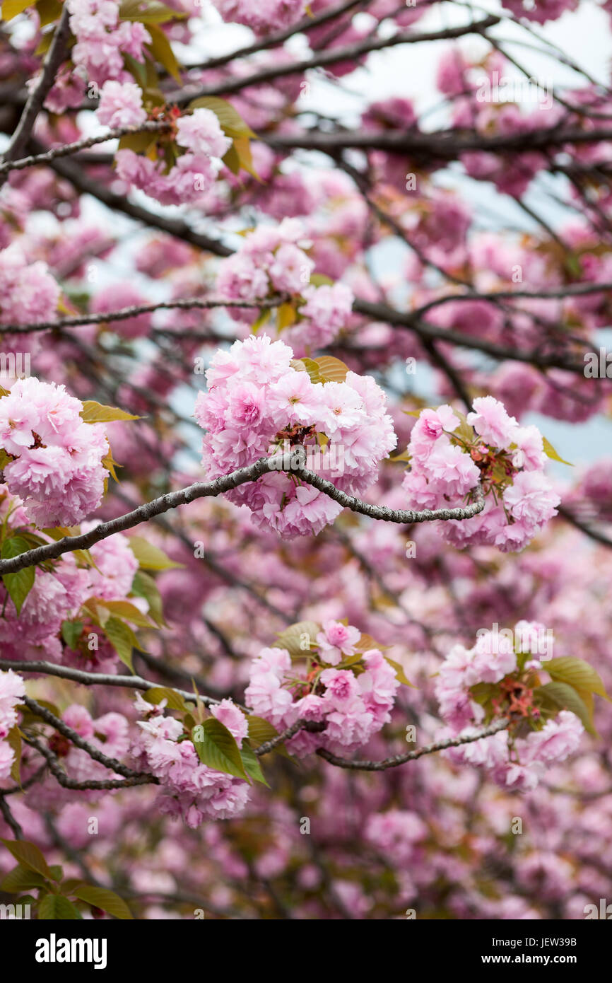 Large pink flowers of cherry blossom tree. Close-up view of Japanese ...