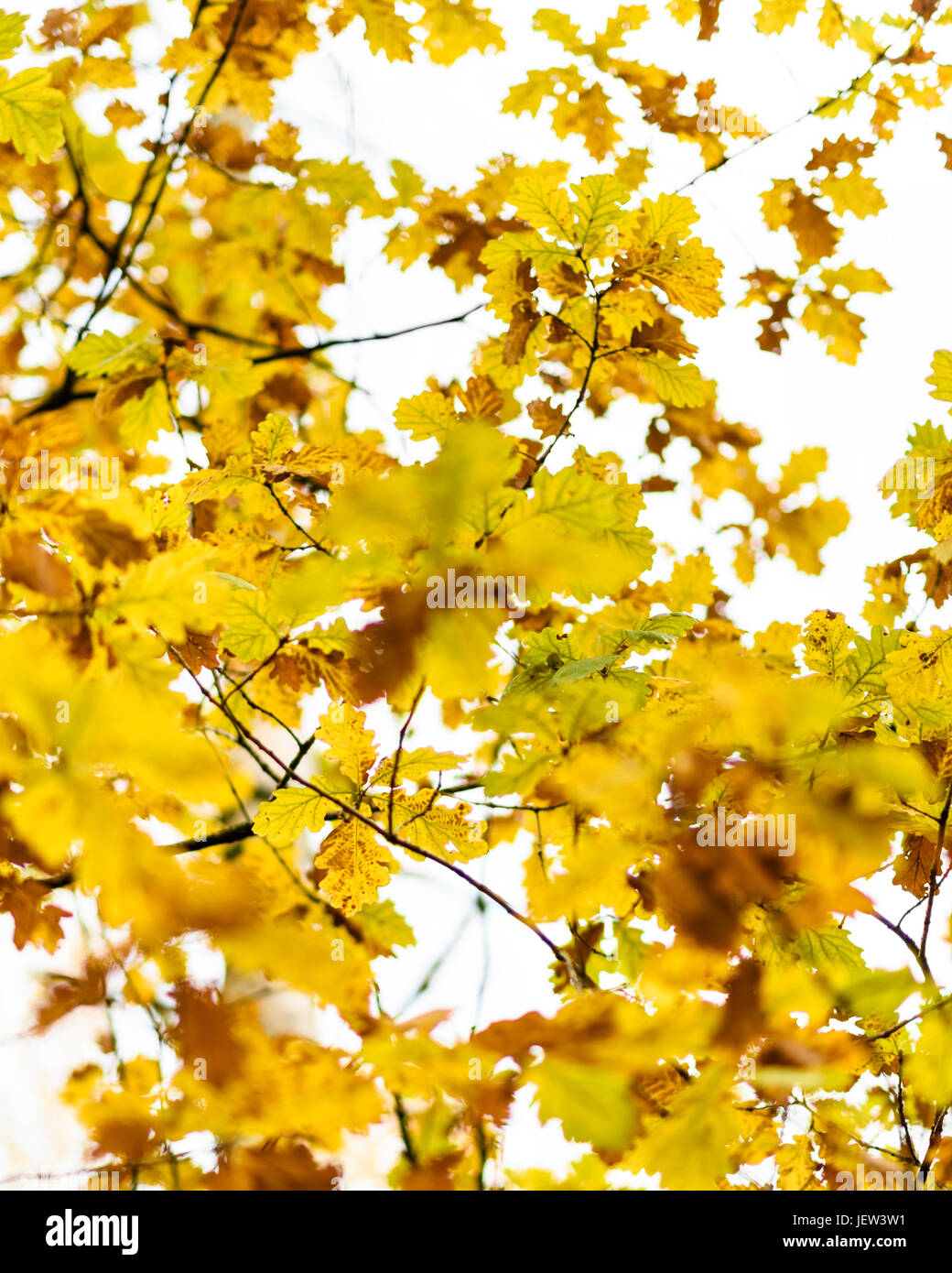Yellow leaves on branches hi-res stock photography and images - Alamy