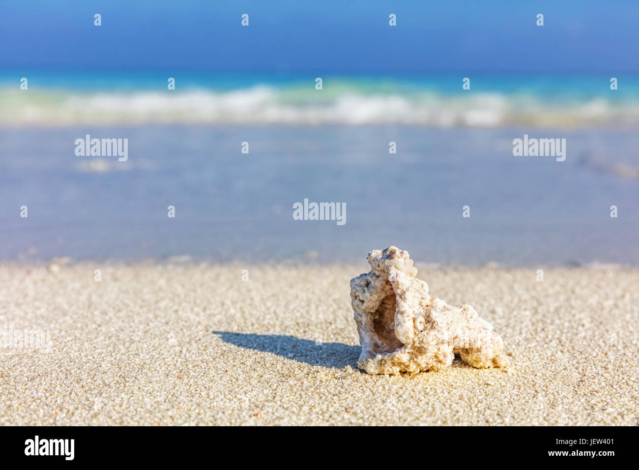 Shell, coral reef on sandy tropical beach in Maldives, Indian Ocean Stock Photo