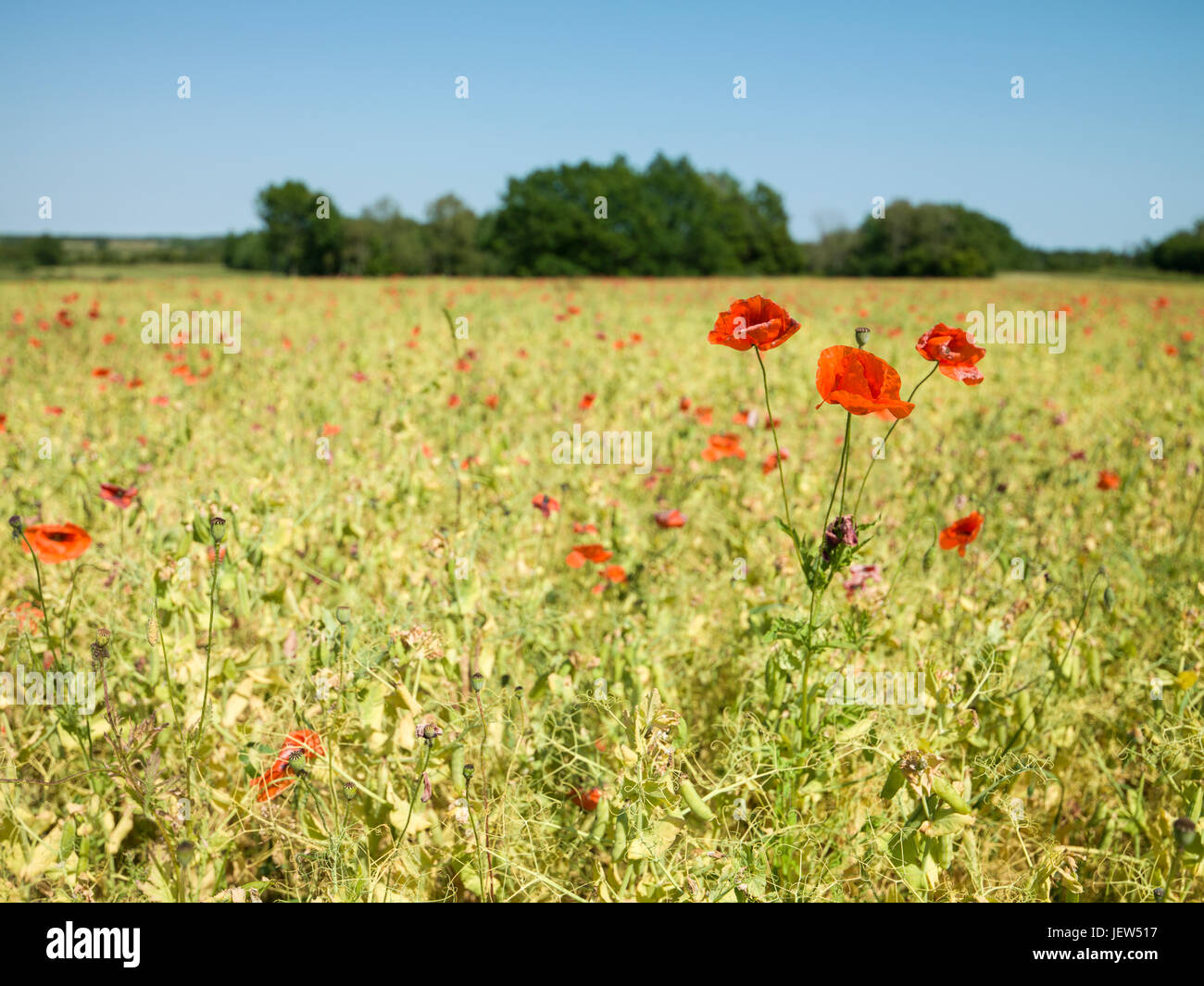 Red poppies on field Stock Photo