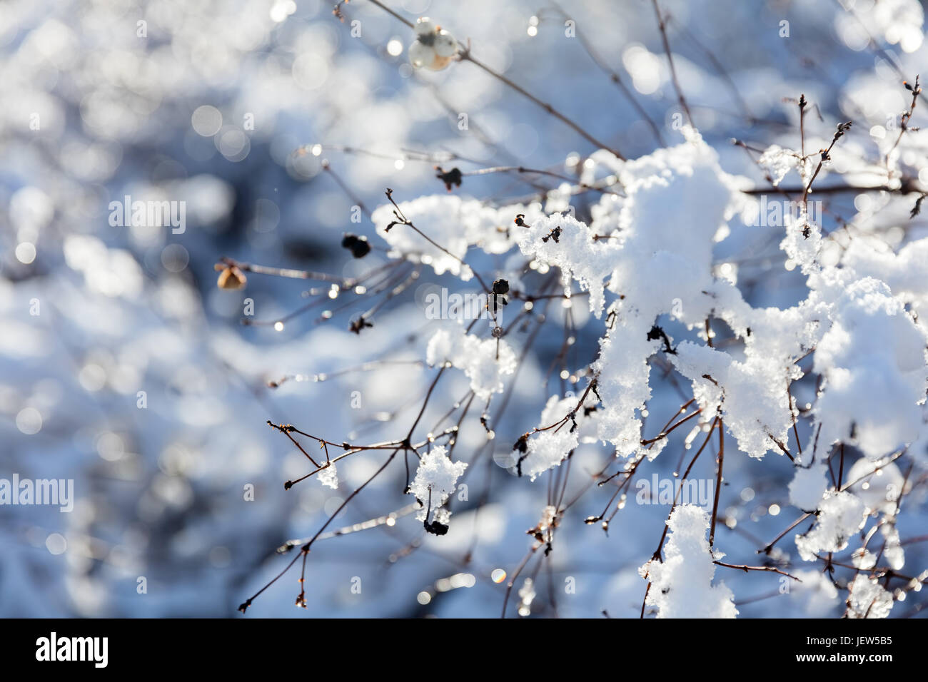 Winter tree close-up. Branches in snow and frost. Morning sunshine Stock Photo