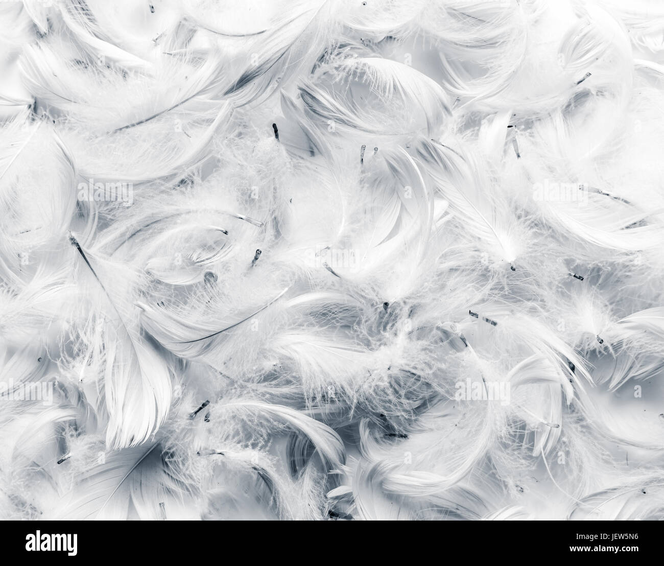 Black and white feathers background. Soft, delicate concept Stock Photo ...