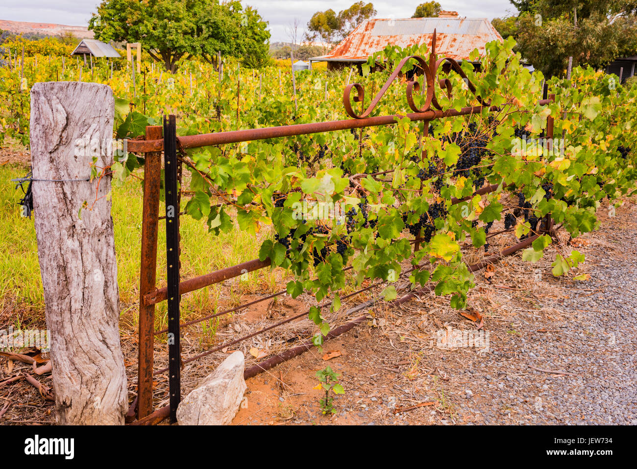 Vines growing on an old gate at the entrance to Gibson Wines in the Barossa Valley, South Australia Stock Photo