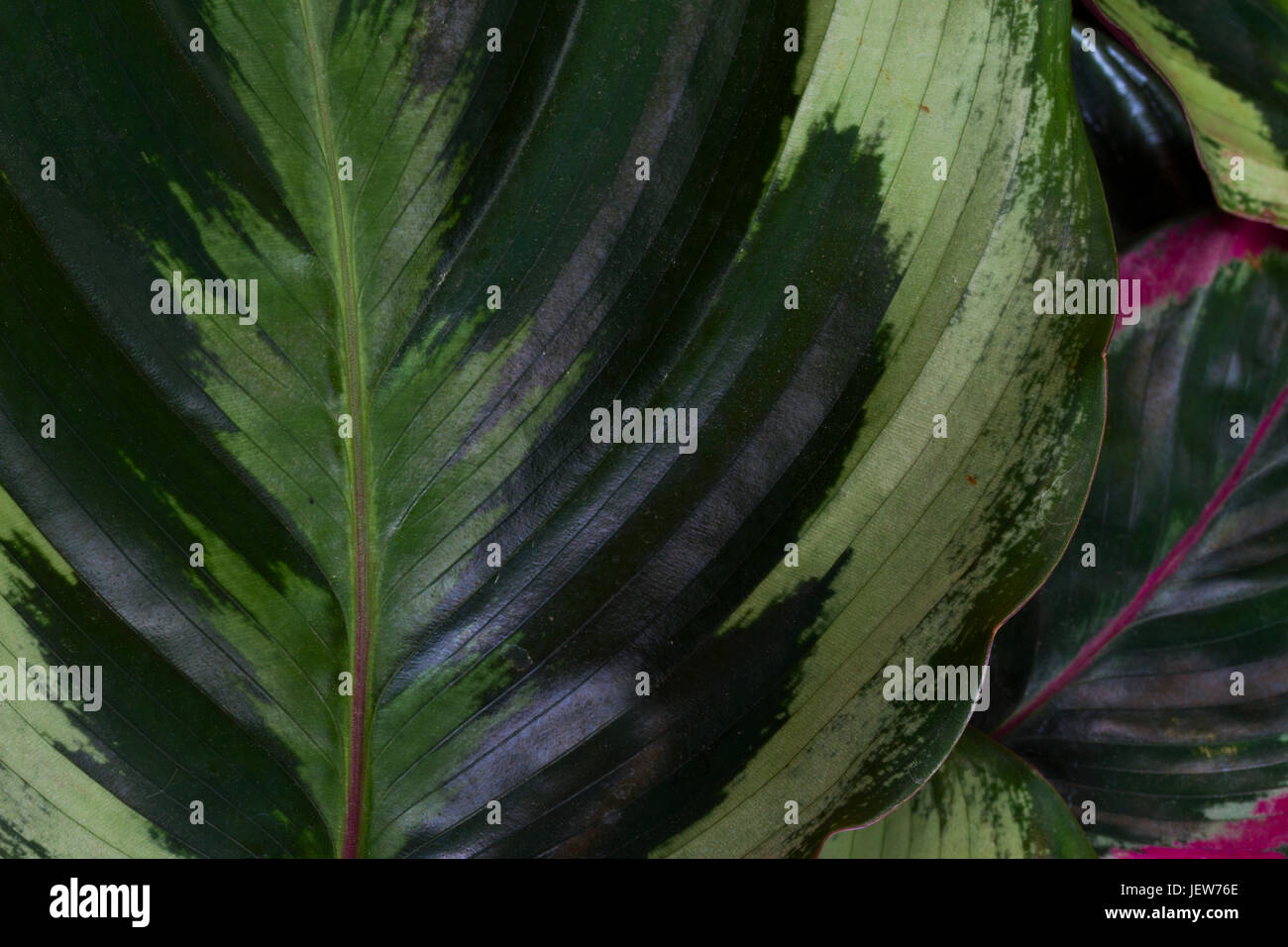 fresh green leaf close up macro background Stock Photo - Alamy