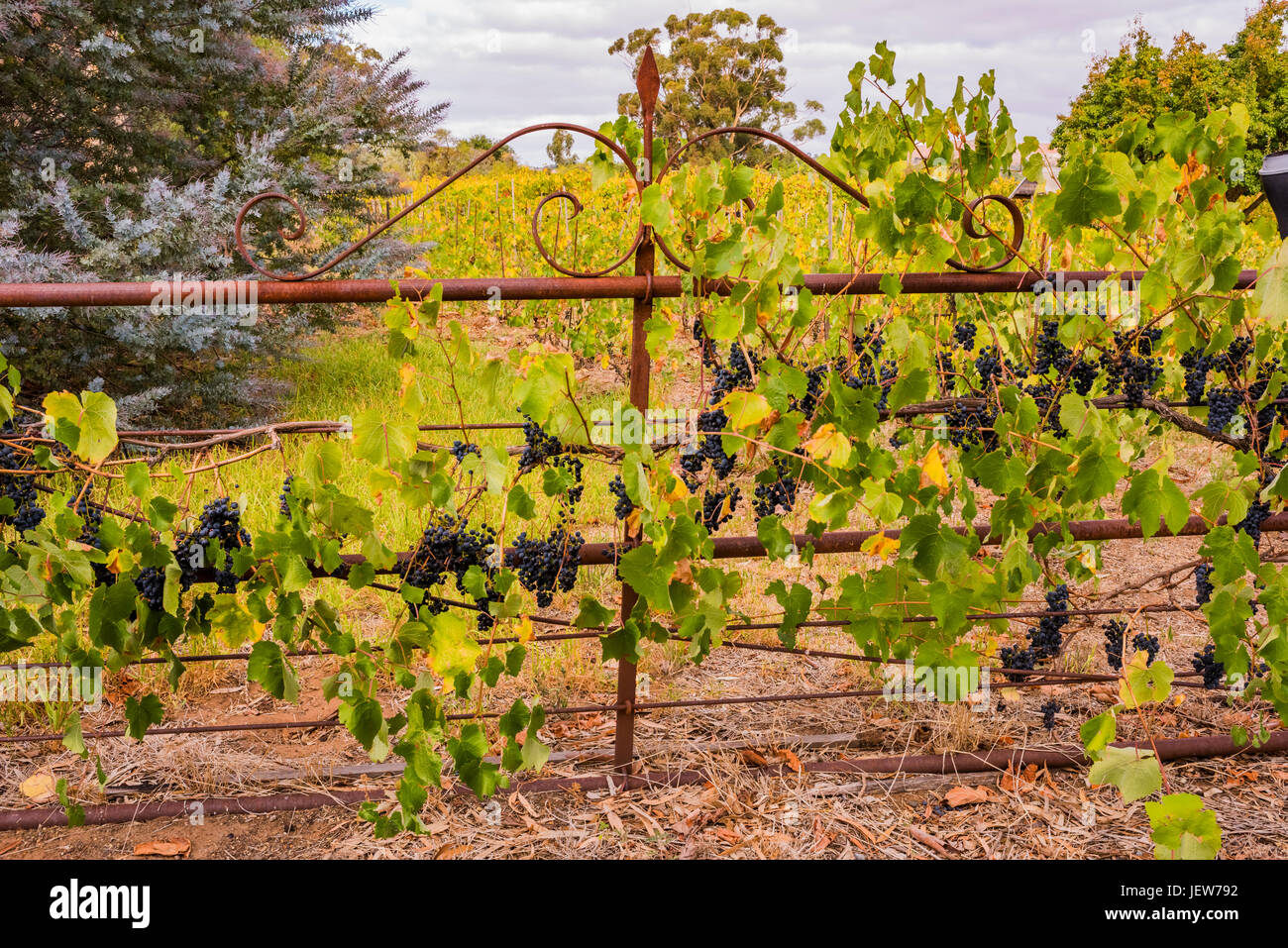 Vines growing on an old gate at the entrance to Gibson Wines in the Barossa Valley, South Australia Stock Photo