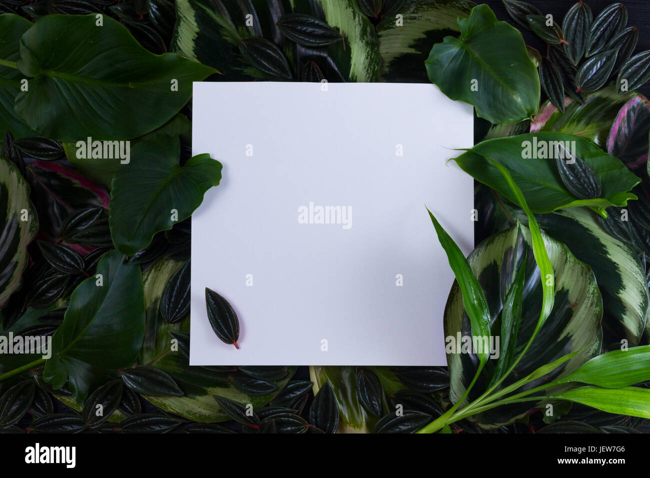 fresh green exotic leaves frame with copy space on empty paper note Stock Photo