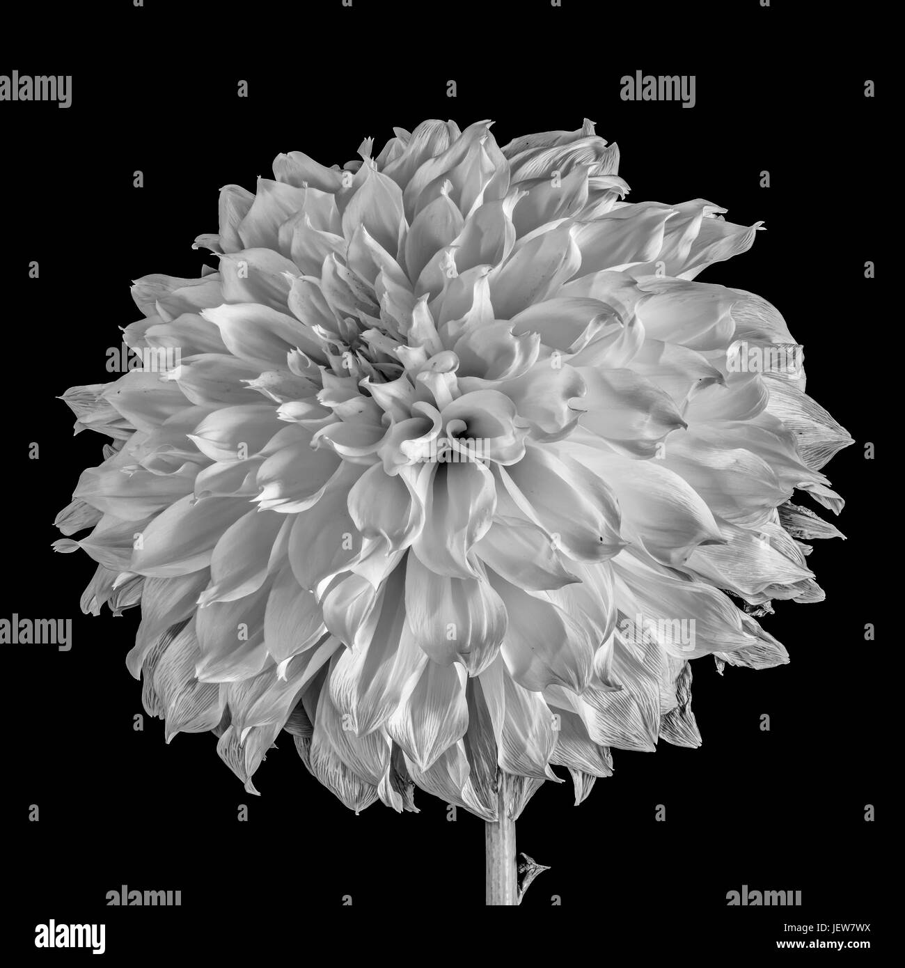 Black and white floral macro portrait of a single isolated flowering