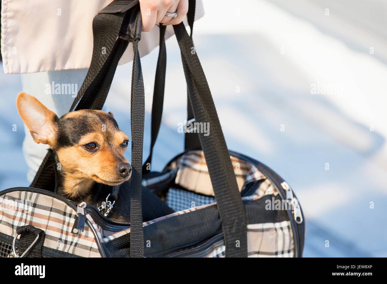 A woman carrying a Chihuahua Dog - Chiwawa in a raffia shopping bag Stock  Photo - Alamy