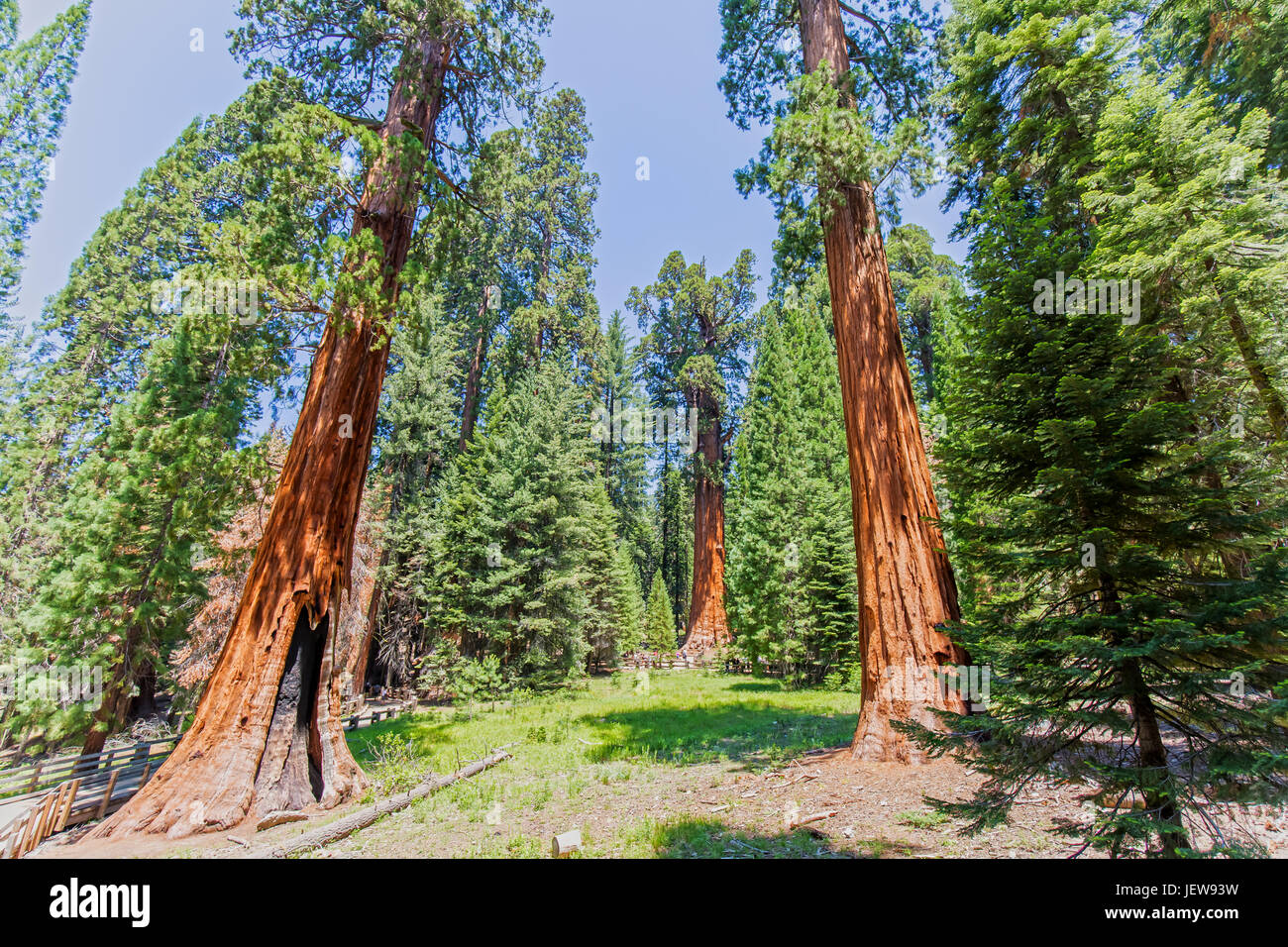 Giant Sequoia Trees in Sequoia National Park in California Stock Photo Alamy