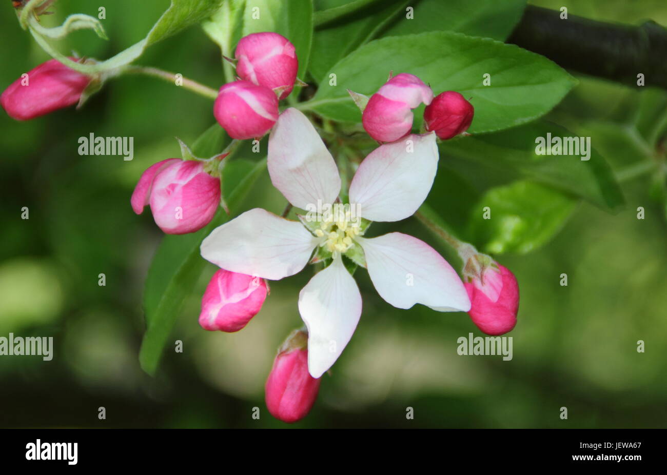 Wild crab apple tree (malus sylvestris) in flower in the English countryside in early spring, UK Stock Photo