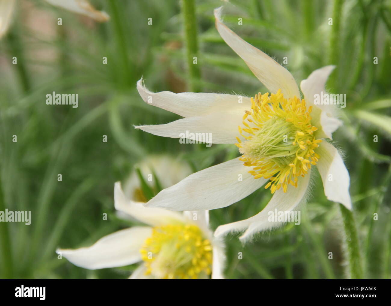 Pulsatilla Vulgaris 'Alba' (white pasque flower) in full bloom in an English garden in Spring (late April), UK Stock Photo