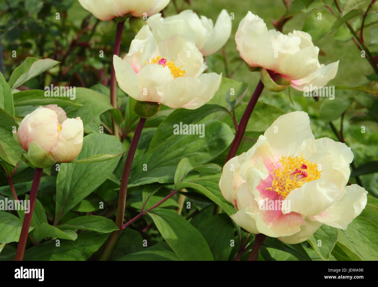 Paeonia Mlokosewitschii, often called ‘Molly the Witch’ peony of