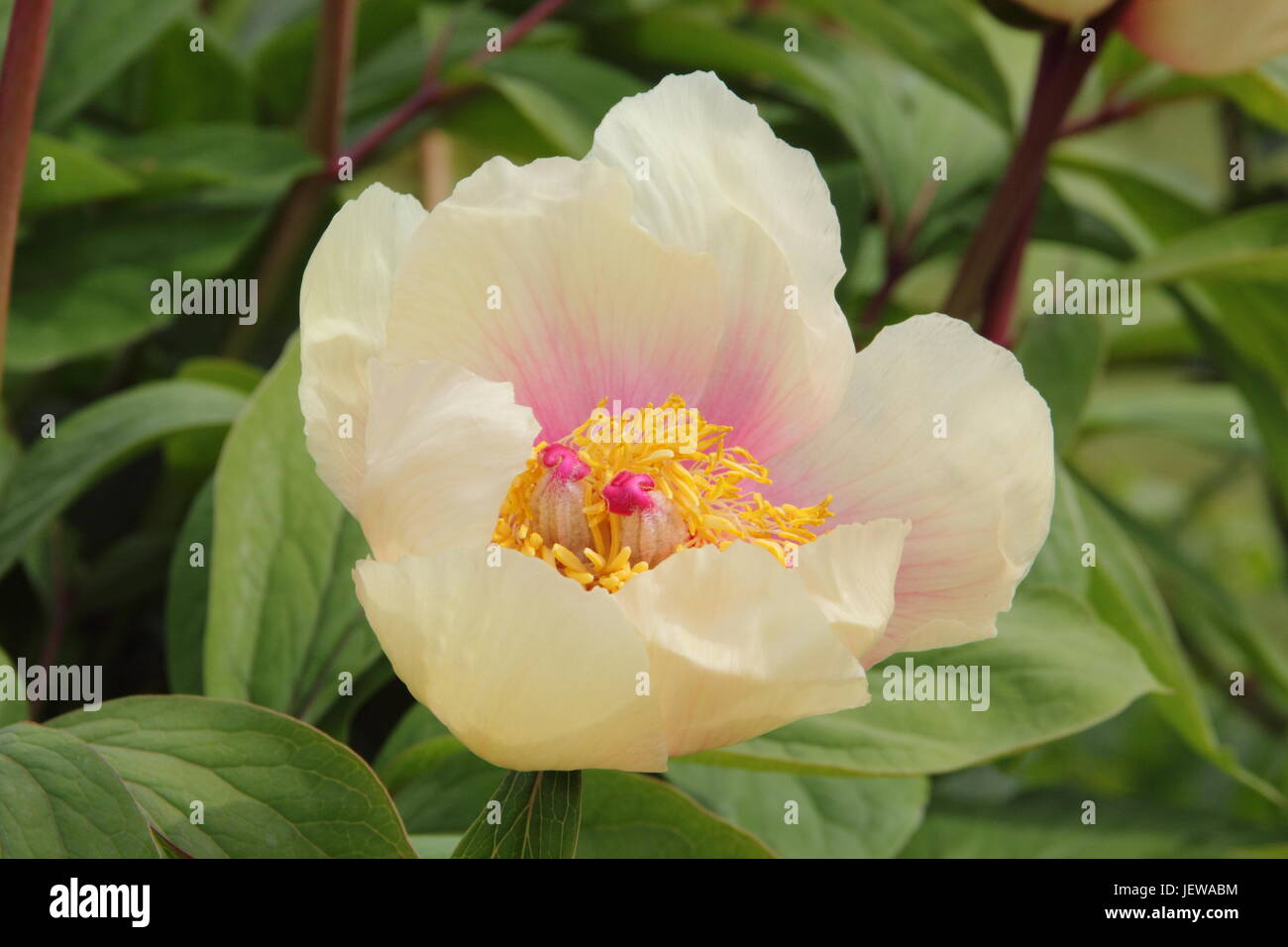 Paeonia Mlokosewitschii, often called ‘Molly the Witch’ peony or