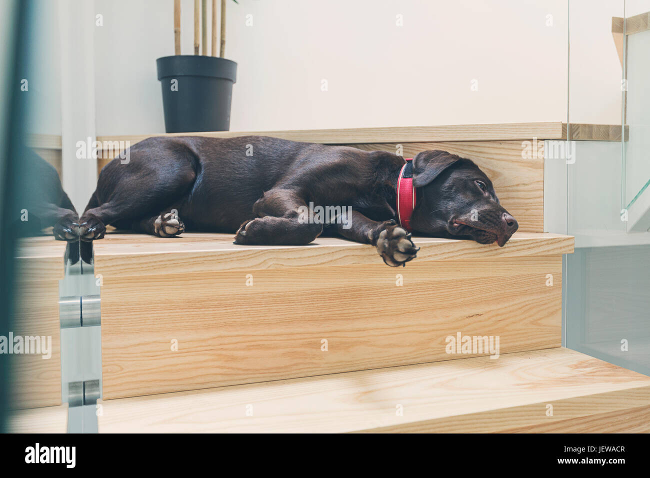 Chocolate Labrador Puppy Asleep on Stairs Stock Photo