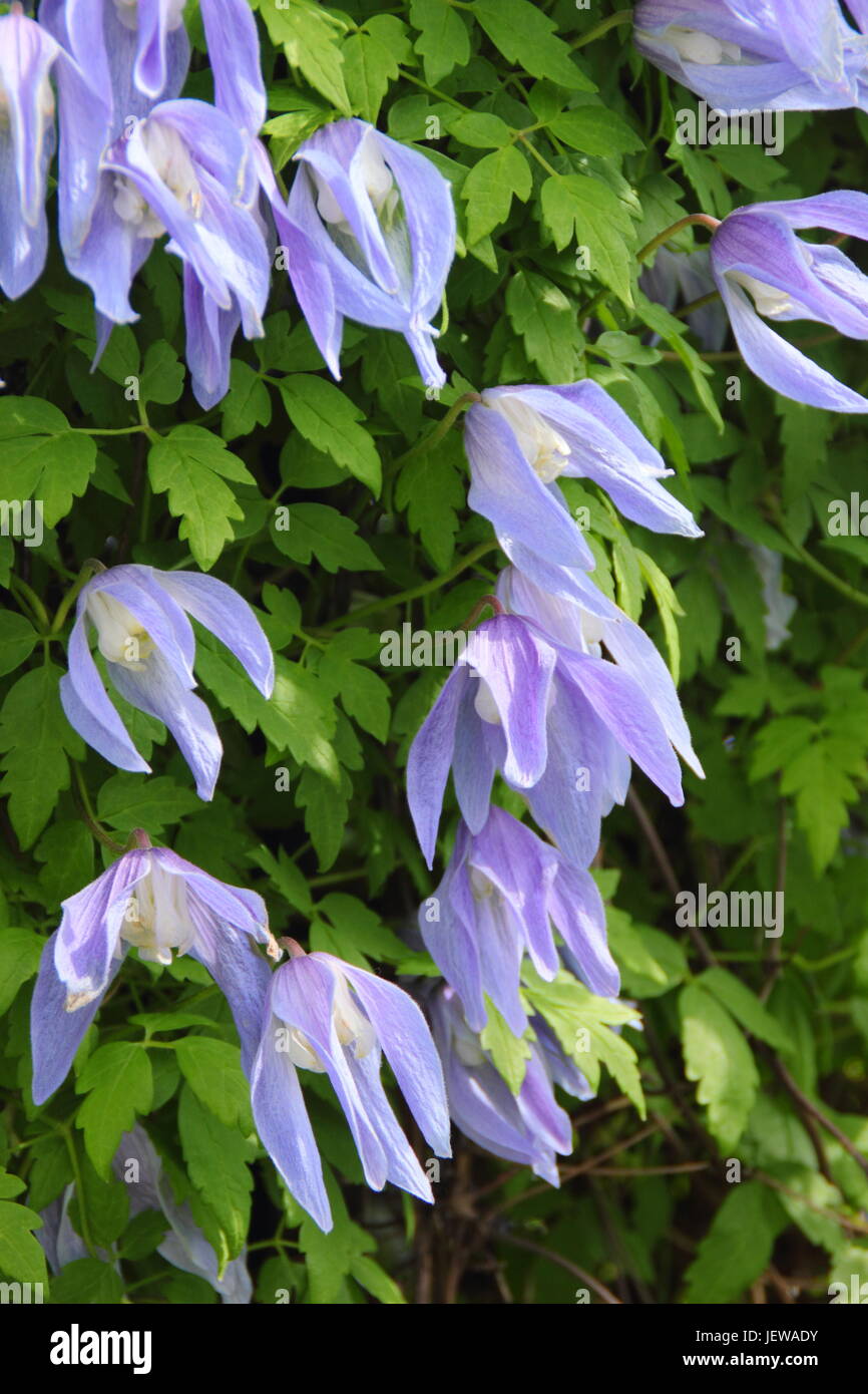 Clematis alpina 'Frances Rivis',a spring flowering climbing clematis, in full bloom in an English garden - April, UK Stock Photo