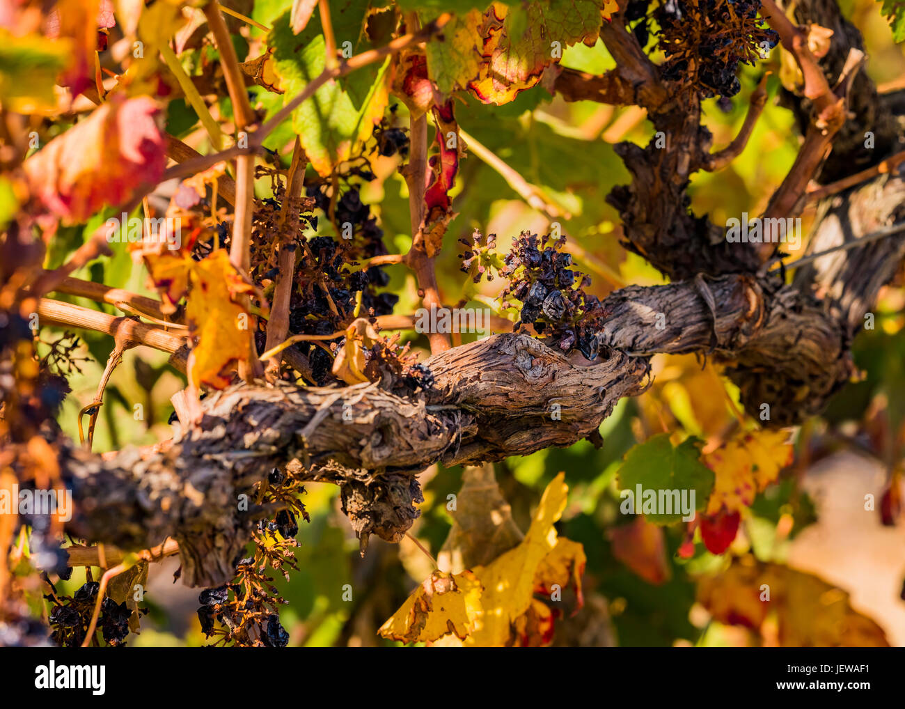 Australia grape hires stock photography and images Alamy