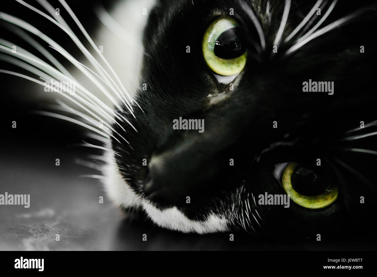 Detail portrait of a black cat with green eyes looking into the camera ...