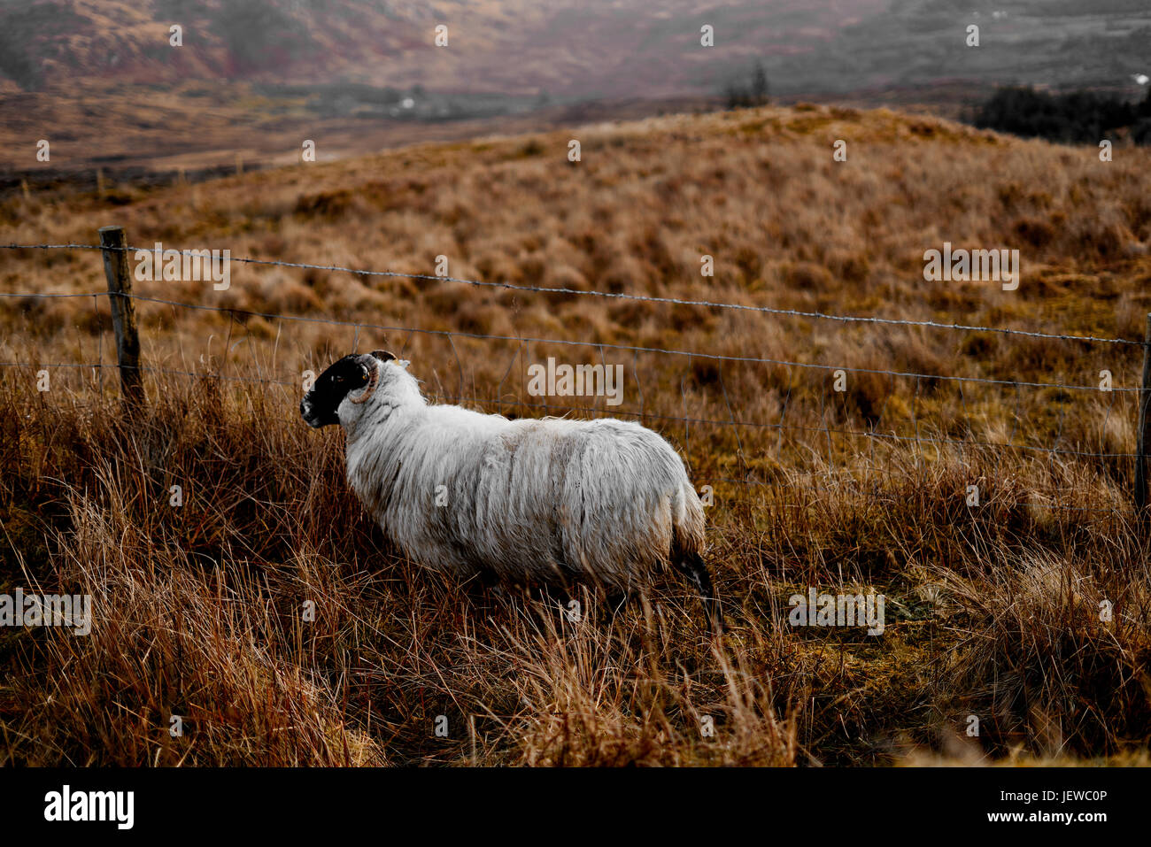 Sheep grazing on the green meadows and hills of Donegal Ireland with ...
