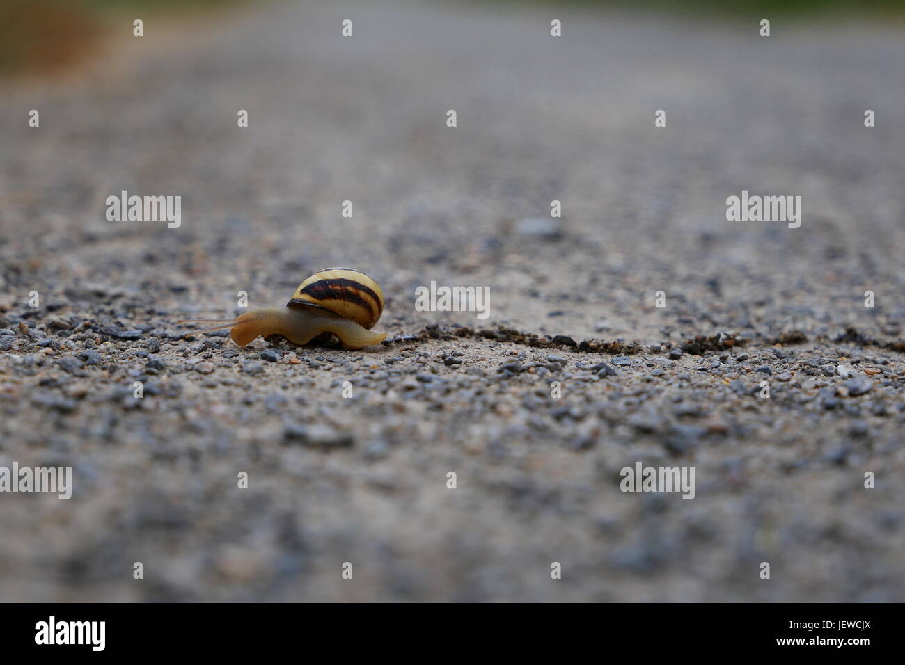 Snail in a shell crossing the pathway Stock Photo