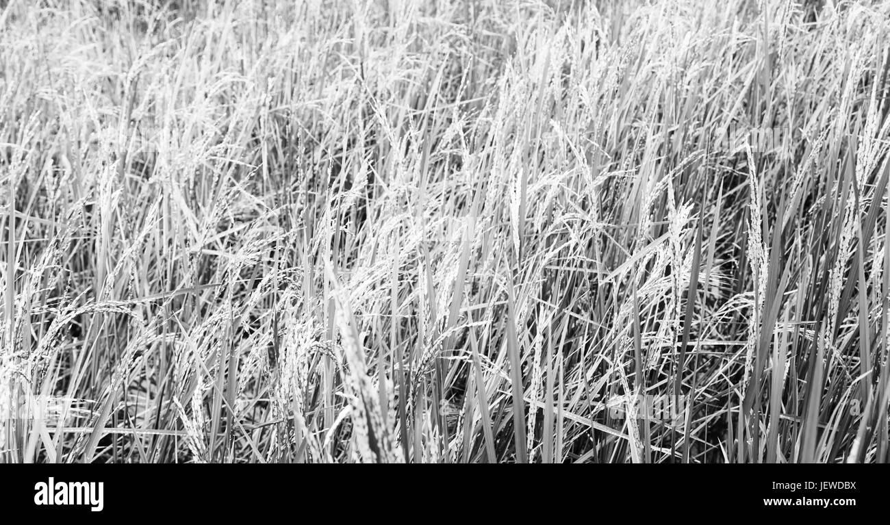 Philippines rice field Black and White Stock Photos & Images - Alamy
