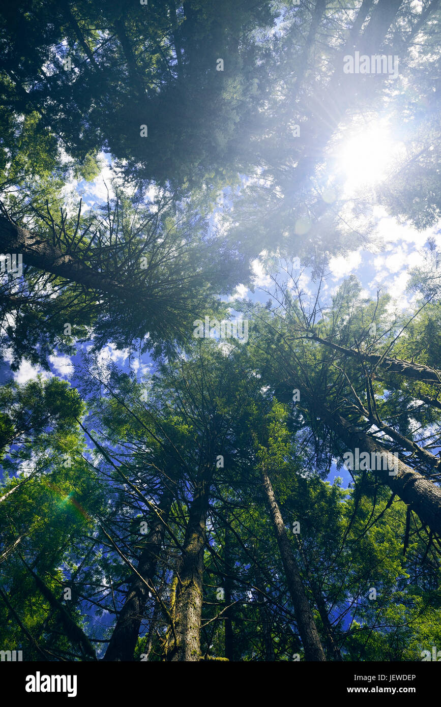 Artistic image of tall Douglas fir forest tree tops over blue sky with a bright sun glare coming throgh the branches. Vancouver Island, British Columb Stock Photo