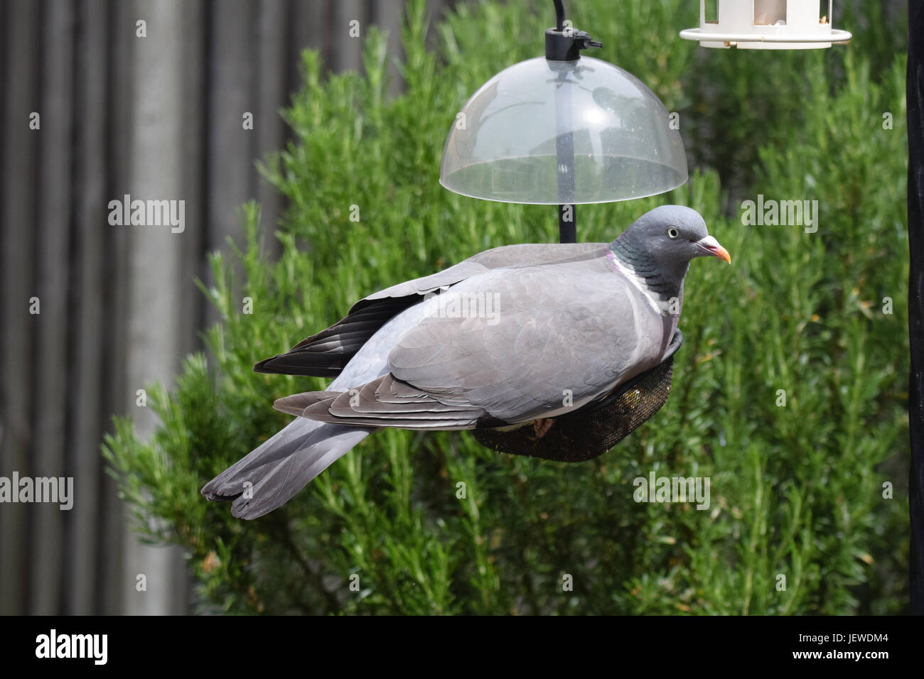Common Wood Pigeon Perched On A Garden Bird Feeder Stock Photo
