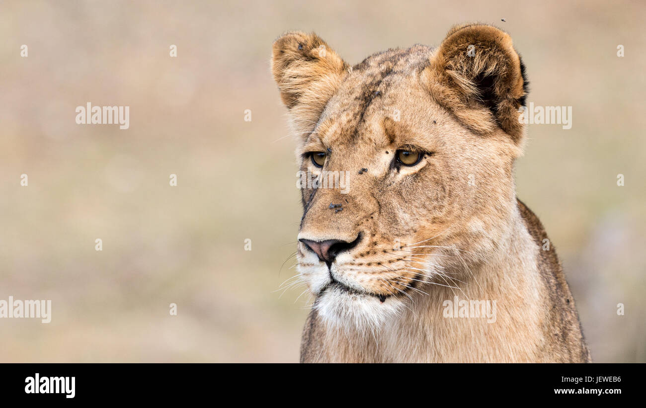 Lioness watching a herd of buffalo. On the Mopani-Phalaborwa Road, Kruger Park, South Africa. Stock Photo