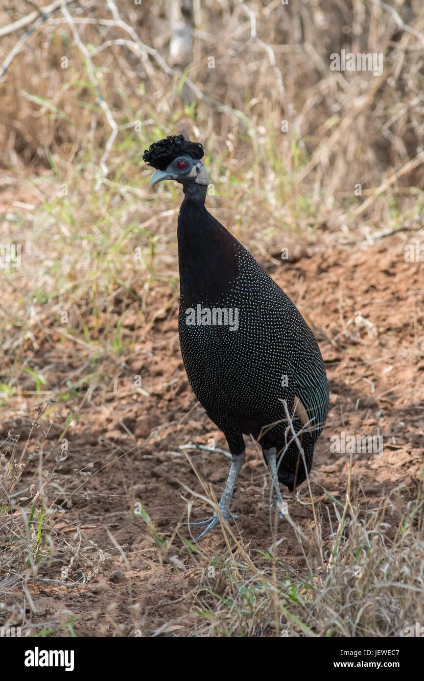 Crested Guineafowl, Mkhuze Game Reserve, South Africa Stock Photo