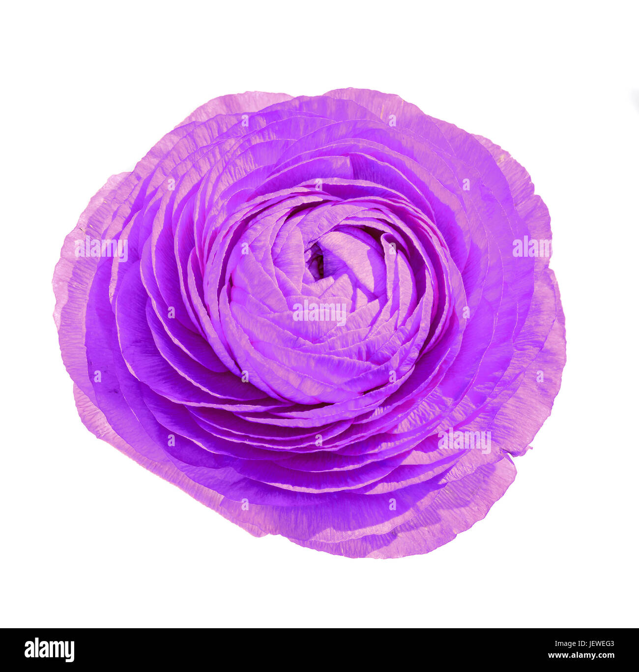 Flowered Rivnut Violet Ranunculus flower, Ranunculaceae family. Genus include the ...