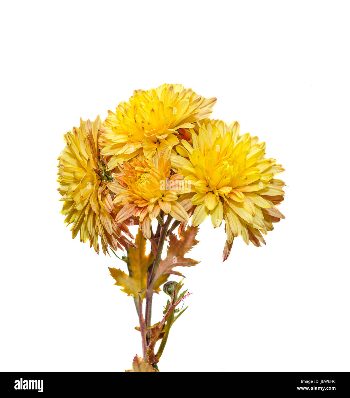 Yellow, orange Chrysanthemum flowers, mums or chrysanths, genus Chrysanthemum in the family Asteraceae, in romanian known as 'Dumitrite', close up. Stock Photo