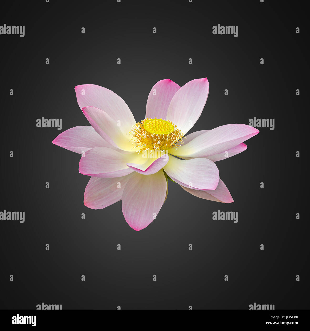 Pink nuphar flower, water-lily, pond-lily, spatterdock, Nelumbo nucifera, also known as Indian lotus, sacred lotus, bean of India, lotus, gradient bac Stock Photo