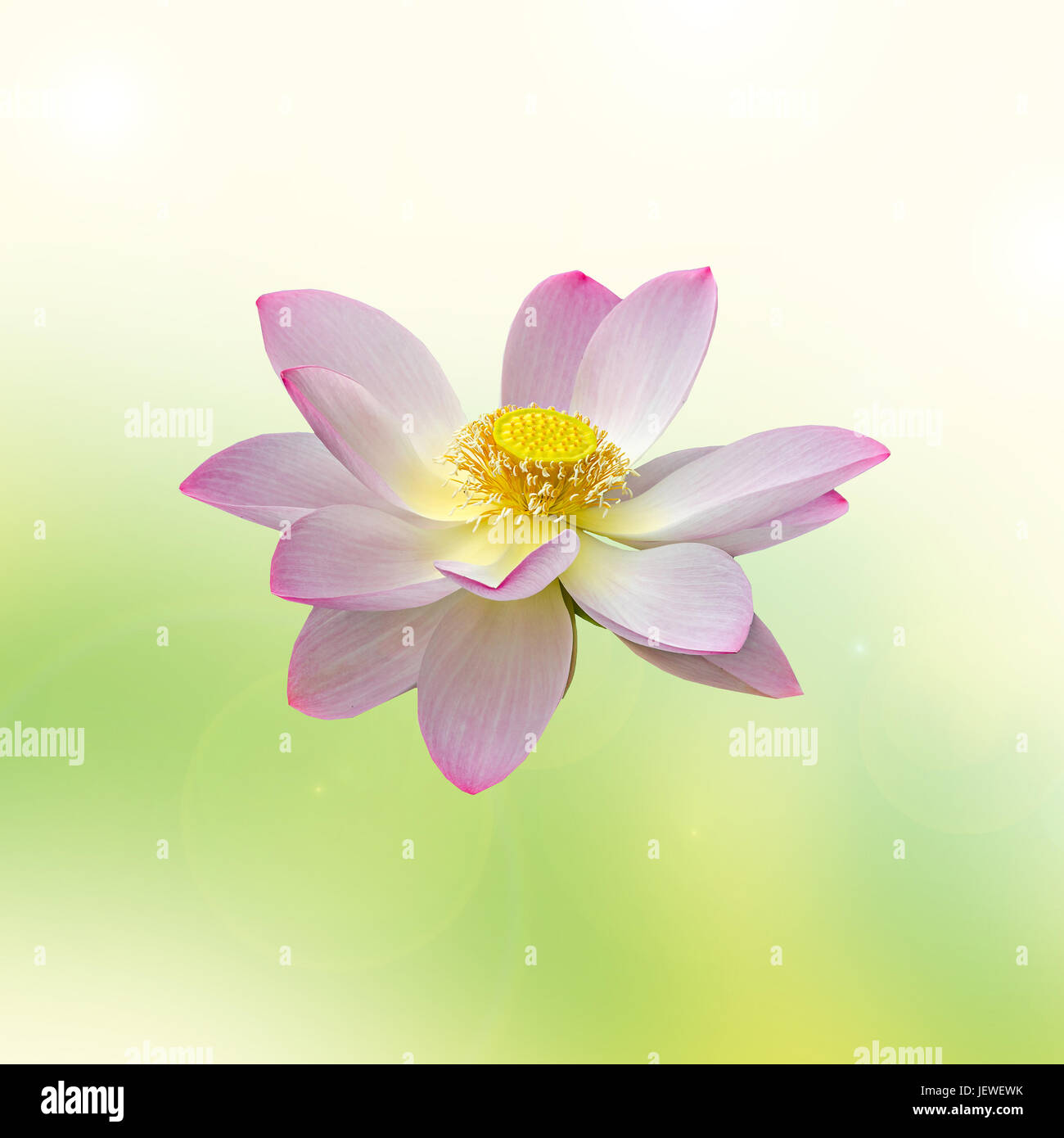 Pink nuphar flower, water-lily, pond-lily, spatterdock, Nelumbo nucifera, also known as Indian lotus, sacred lotus, bean of India, lotus, gradient bac Stock Photo