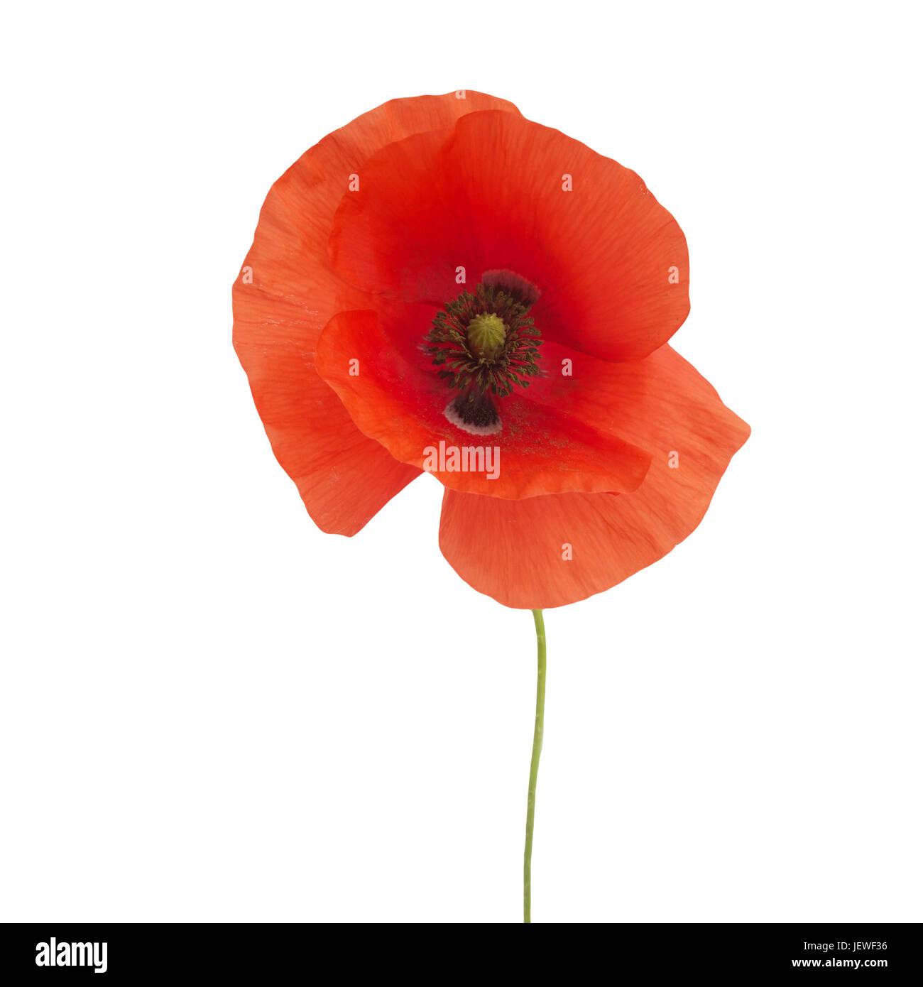 bright red poppy flower isolated on white background Stock Photo - Alamy
