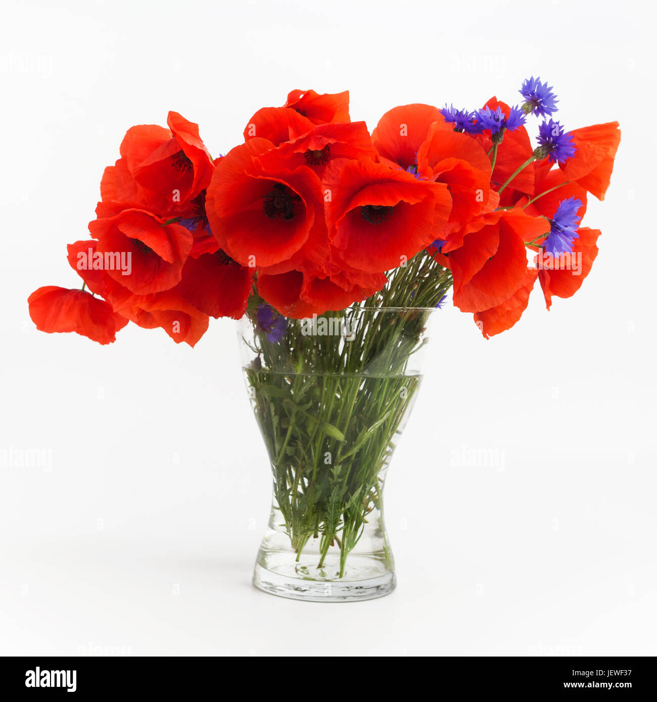 Bouquet of poppies in glass vase on white background Stock Photo - Alamy