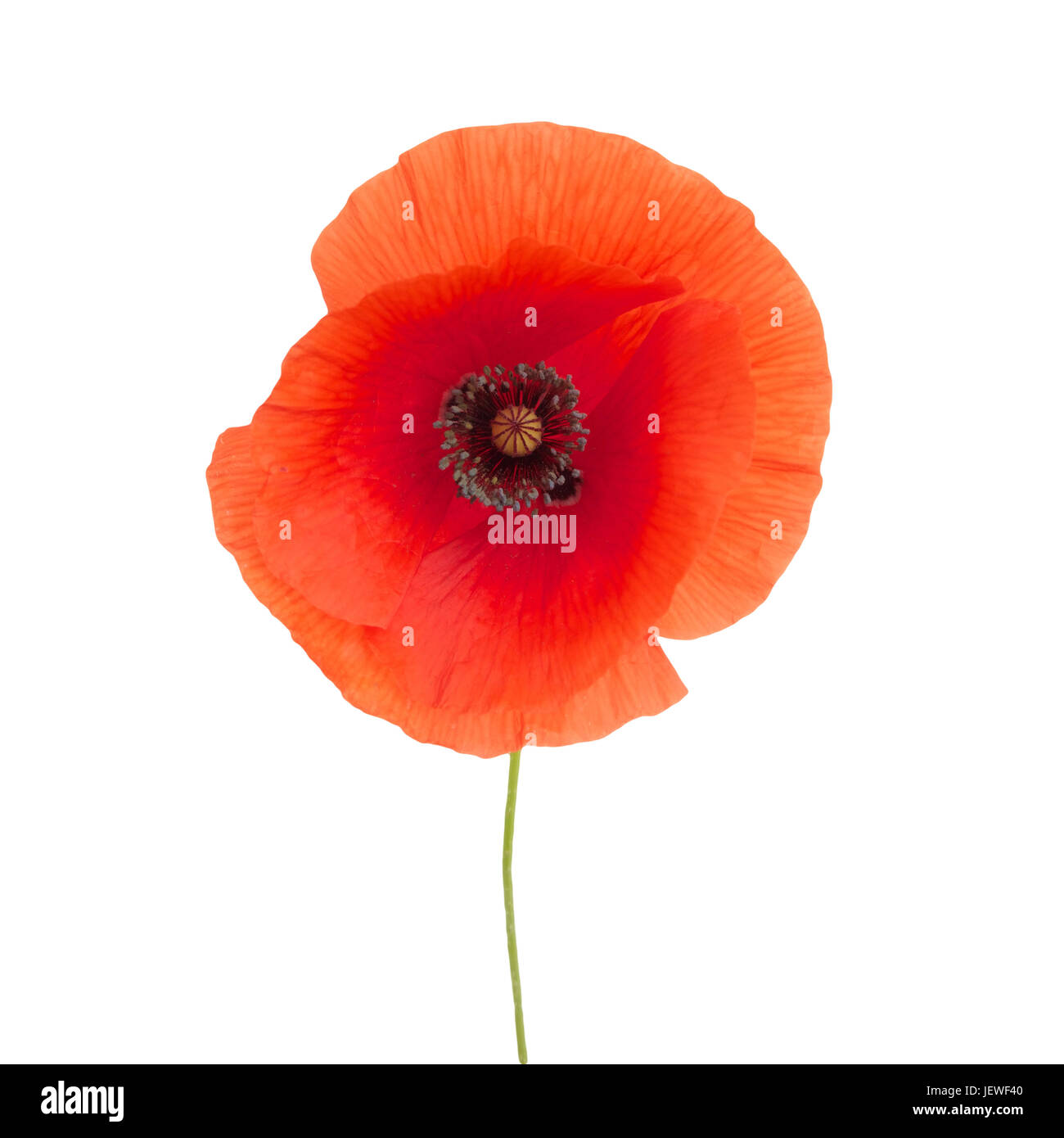 bright red poppy flower isolated on white background Stock Photo - Alamy