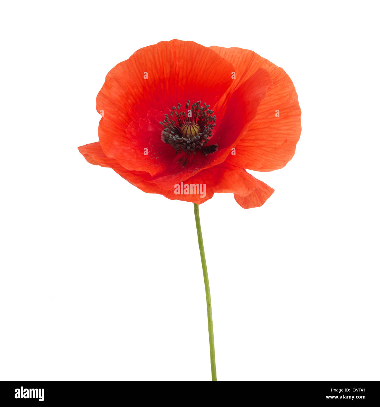 bright red poppy flower isolated on white background Stock Photo - Alamy