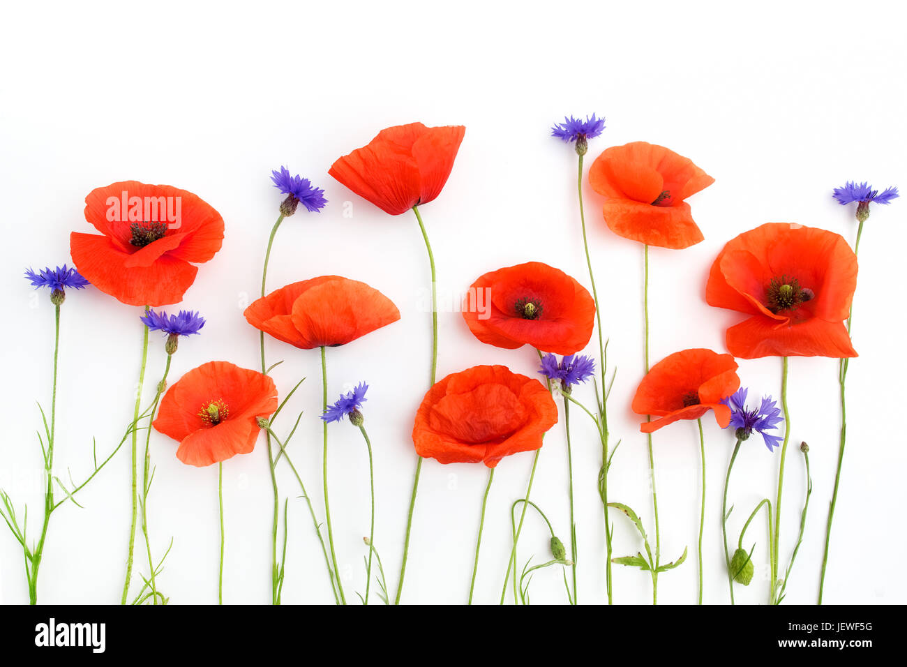 Red poppies and wild flowers in a row on white background Stock Photo ...