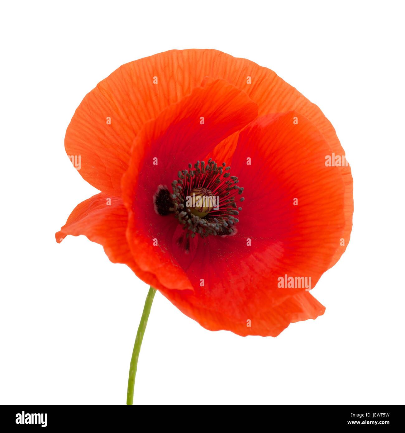 bright red poppy flower isolated on white background Stock Photo - Alamy
