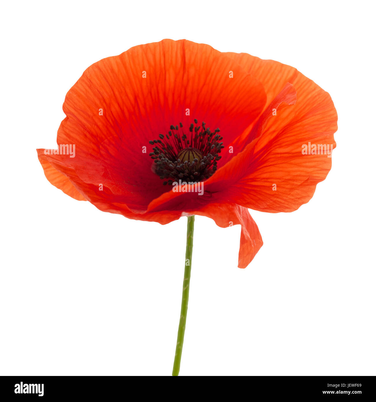 bright red poppy flower isolated on white background Stock Photo - Alamy