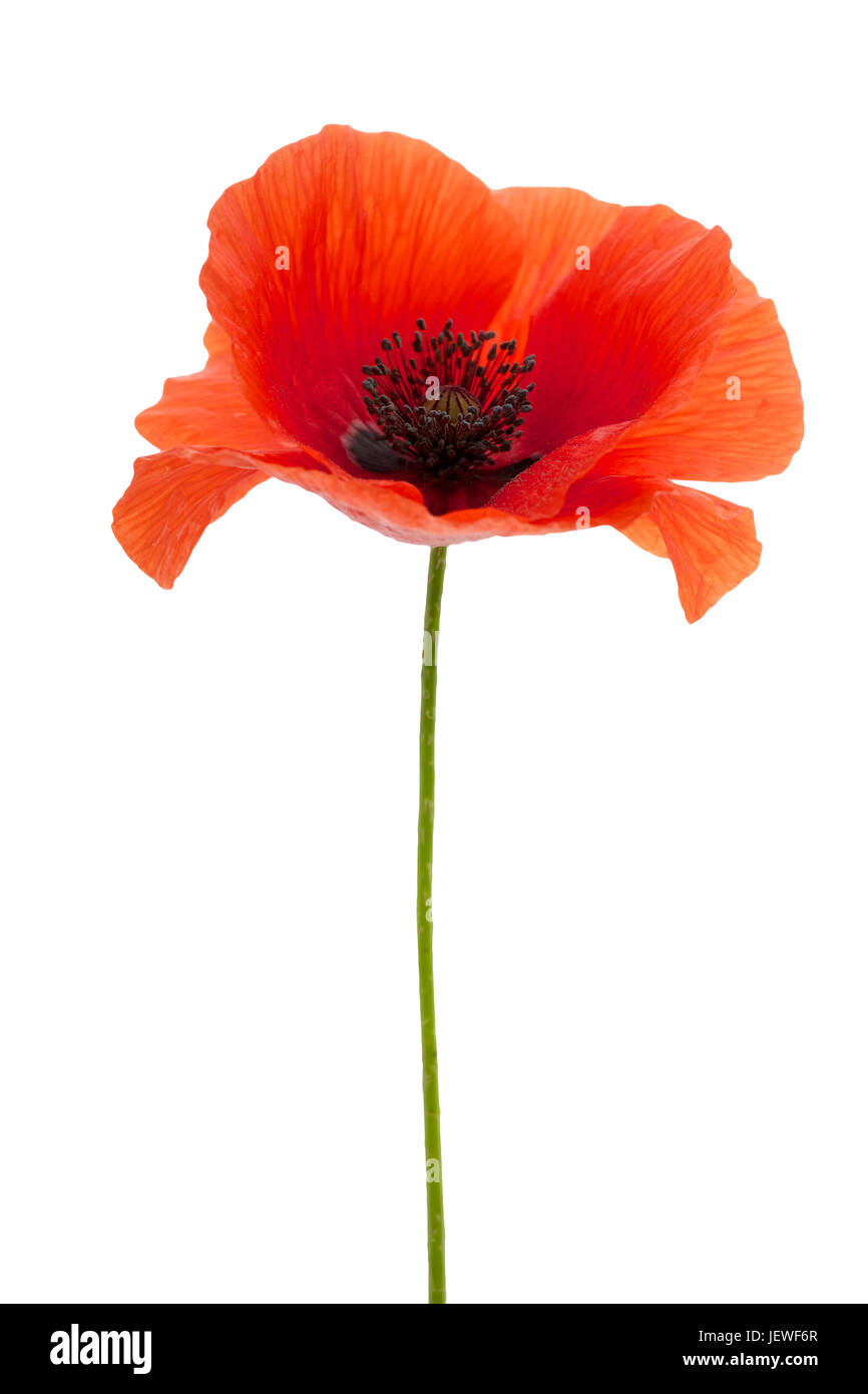 bright red poppy flower isolated on white background Stock Photo - Alamy