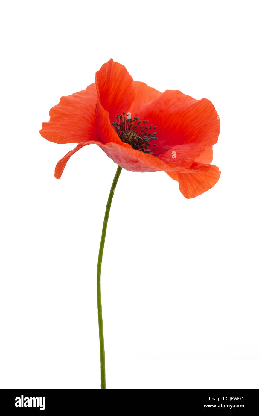 bright red poppy flower isolated on white background Stock Photo - Alamy