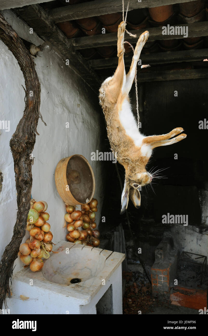 A hare after a hunting-party, Alentejo, Portugal Stock Photo