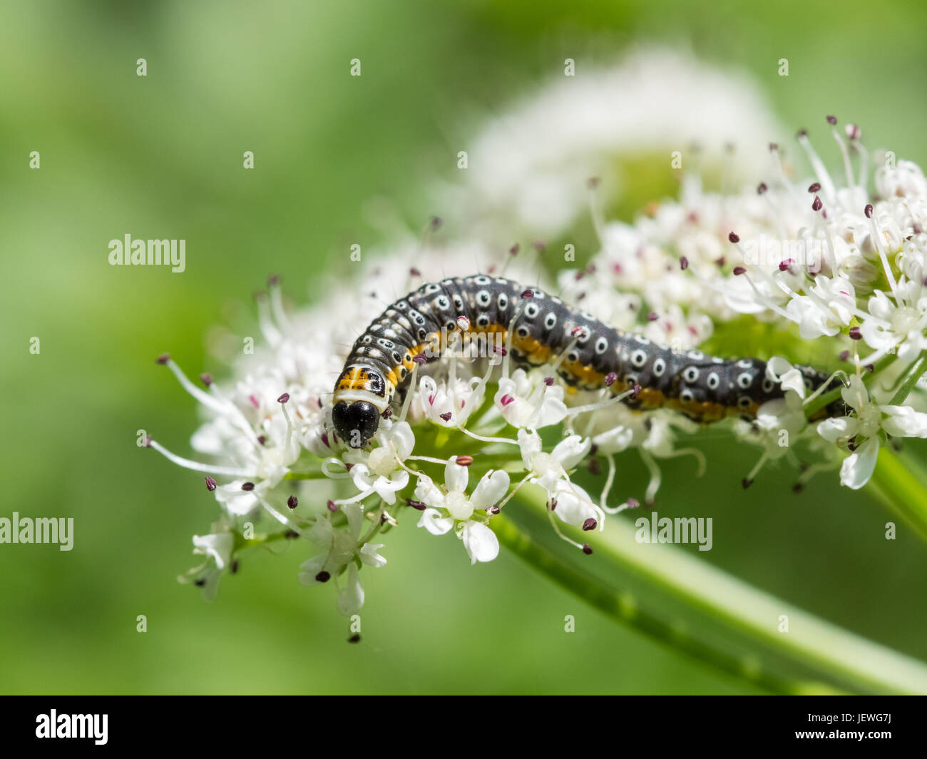 Depressaria daucella moth caterpillar larvae larva feeding on water