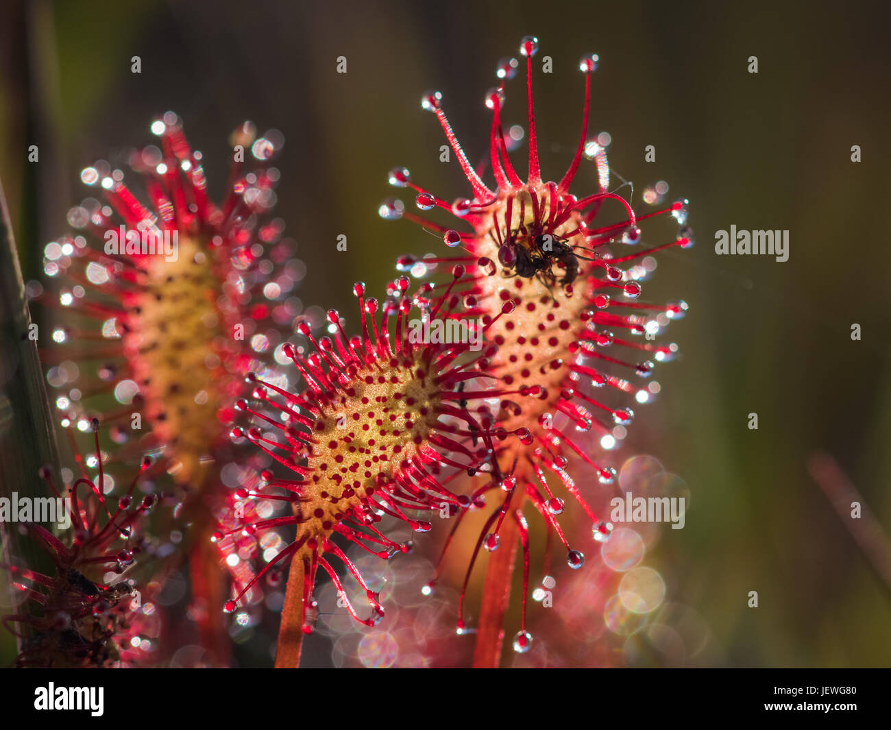 Spoonleaf or oblong-leaved Sundew (Drosera intermedia) with insect prey. Backlit by natural light Stock Photo
