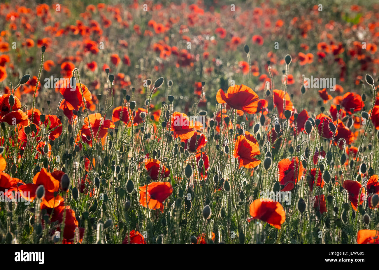 Field of rich Red Poppies poppy flowers , backlit by low evening sunset Stock Photo