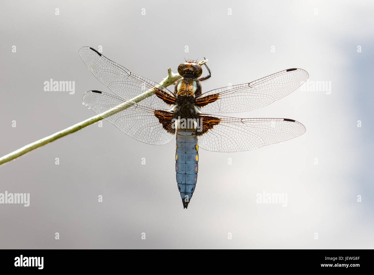 Top or dorsal view of a single male Broad-bodied Chaser dragonfly (Libellula depressa) hanging from or clinging to a stem against cloudy reflection Stock Photo